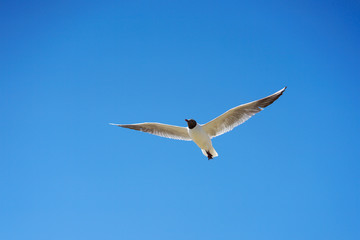 Flying seagulls on a background of blue sky. Wingspan. Freedom.