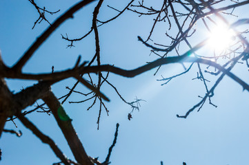 tree branches against blue sky
