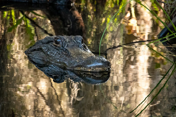 Female American Alligator watching over newly hatched baby alligators nearby.