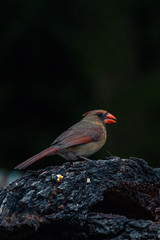 Female Northern Red Cardinal bird
