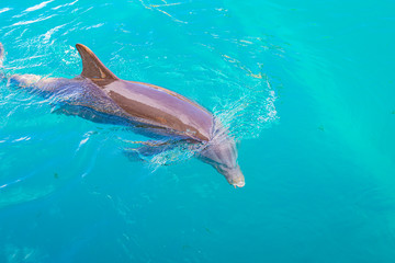 Obraz premium Dolphin in the water. Dolphin