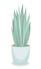 Indoor plant in a beautiful pot. Adult Sansevier, large leaves. Vector illustration