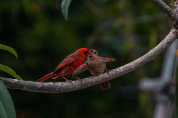 Male Northern Cardinal Feeding Juvenile