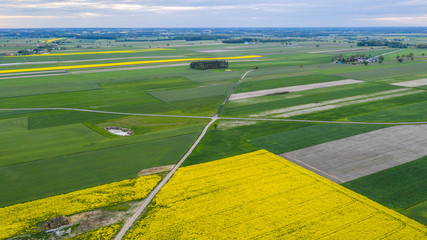 vast rapeseed fields seen from a bird's eye view © Krzysztof