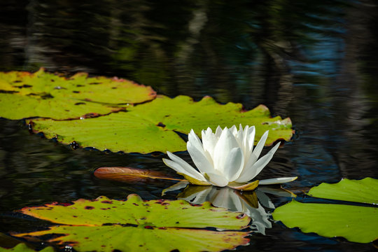 White Water Lilies Floating On Pong At Okefenokee Wildlife Refuge.