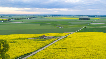 vast rapeseed fields seen from a bird's eye view © Krzysztof
