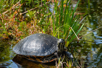 Red bellied slider turtle in Okefenokee swamp park in Georgia.