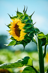 Opening bud of bright sunflower on background of blue blurred sky. Side view. Yellow pattern of blooming sunflower seeds with petals.