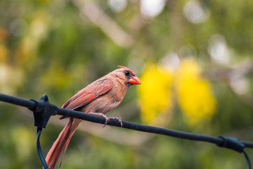 Female cardinal on a Black Wire perch