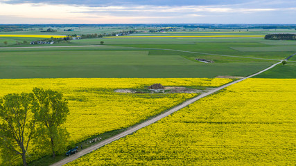 vast rapeseed fields seen from a bird's eye view © Krzysztof