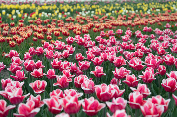 work with flowers. spring landscape with flowers. Amazing tulips field in Holland. relax and stress management. tulips in spring. Spring floral background. Netherlands countryside. tulips in garden