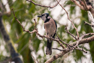 blue Jay on branch