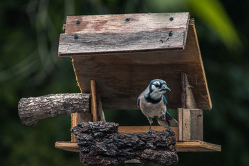 Blue Jay in a Wooden Birdhouse