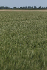 Green wheat in the field. french landscape