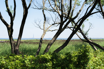 The Gulf of Finland Summer landscape  Tree trunks