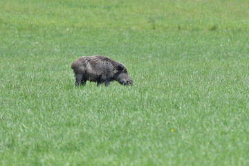 Fototapeta premium Wild boar near the forest grazing grass wildlife