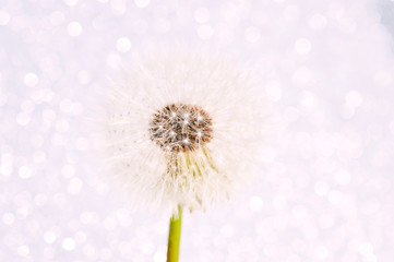 Close up image of dandelion flower on white blurred background