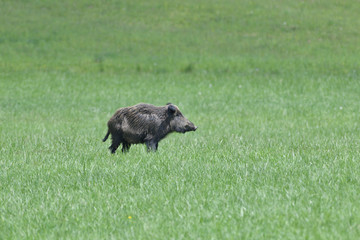 Wild boar near the forest grazing grass wildlife