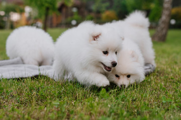 Naklejka na ściany i meble White little puppies playing on green grass during walking in the park. Adorable cute Pomsky Puppy dog , a husky mixed with a pomeranian spitz
