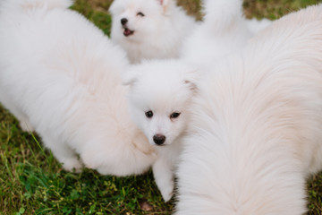 White little puppies playing on green grass during walking in the park. Adorable cute Pomsky Puppy dog , a husky mixed with a pomeranian spitz