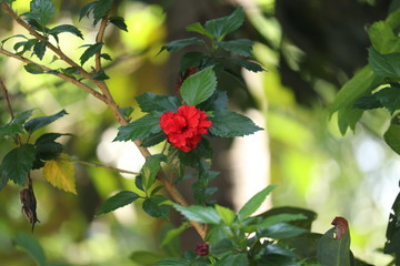 red colour hibiscus flower in a garden