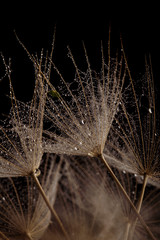 Dandelion seed with water drops
