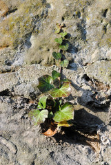 Close Up of Growing Ivy Plant on Old Textured Stone Wall  