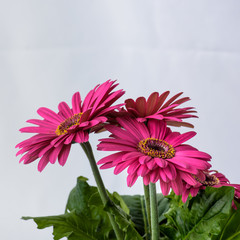 pink gerber daisies
