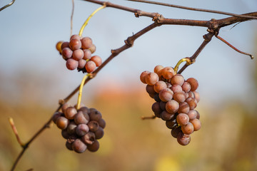 wein,weinbau,lese,bad ratkersburg,burgenland ,österreich,traube,steiermark,ausflug ,erholung,alkohol