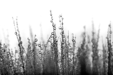 Wet dandelion close up macro