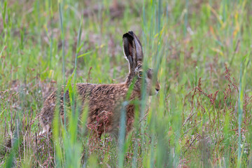 Hare on a meadow in tall grass