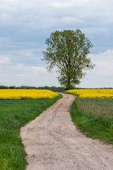 road leading through rapeseed fields