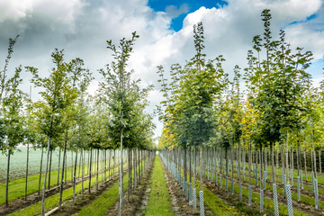 Lined up young trees at a tree nursery in Bavaria
