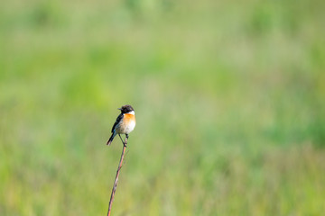 bird on a twig in a meadow © Krzysztof