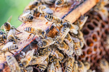 closeup of honey bees on honeycomb in apiary in the summertime