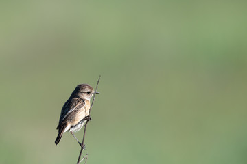 bird on a twig in a meadow © Krzysztof