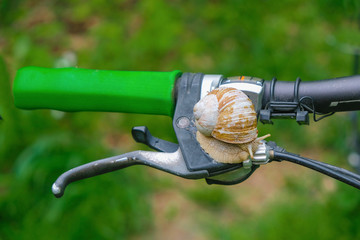 Isolated brown snail on a bicycle handlebar on a blurred green background.  Copy space.