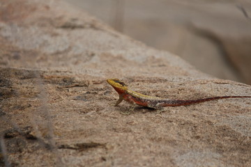 lizard  stone reptile