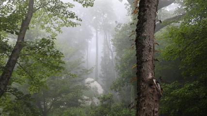Nevoeiro na floresta