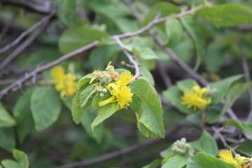 flower leaves nature yellow branches
