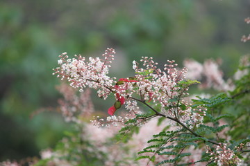 flower leaves nature pink branches