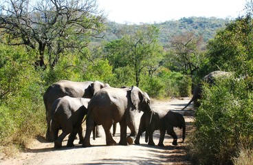 Rodzina słoni w Afryce. - obrazy, fototapety, plakaty