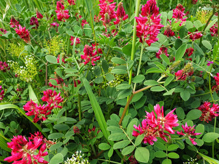 Pink  flower Hedysarum coronarium or Onobrychis viciifolia on the green grass.