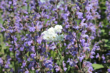 Blue and white flowers growing in the garden.