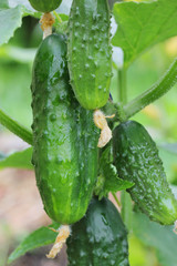 Cucumbers hanging on a branch in the garden. Close-up. Growing organic food. Cucumber harvest. Gardening concept.