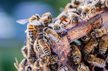 closeup of honey bees on honeycomb in apiary in the summertime