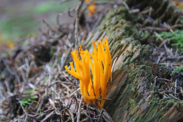 yellow stagshorn fungus in a wood