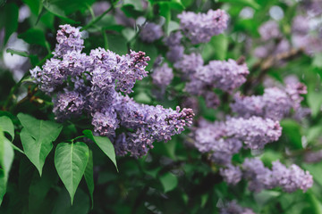 Beautiful branches of blossoming lilac in a spring garden.