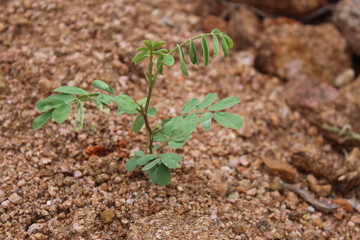 Seedling soil small plant leaves