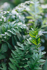 Fresh green leaves in a spring garden.